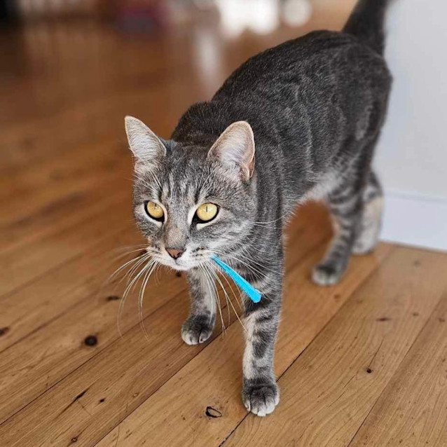 Photo of Luna   Assisted Rehome ⭐️