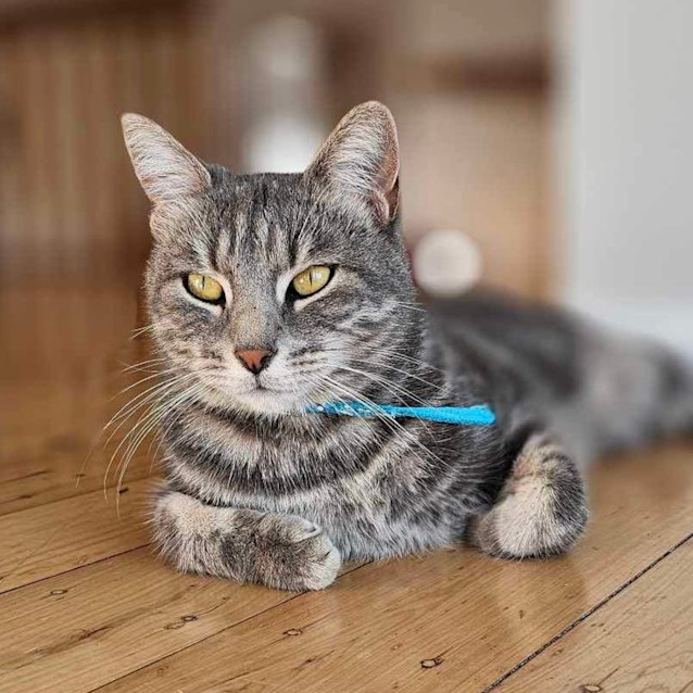 Photo of Luna   Assisted Rehome ⭐️