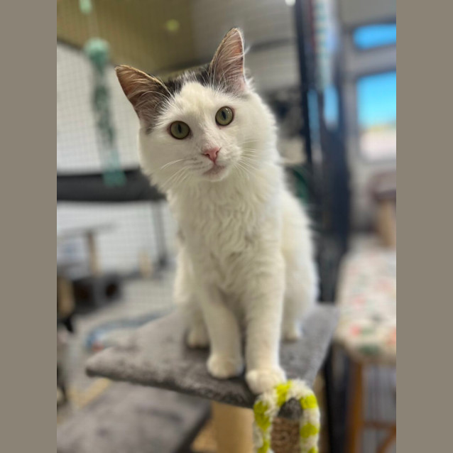 Photo of 🧙‍♂️ Gandalf 5052 🧙‍♂️