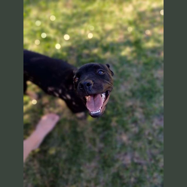 Photo of Gavriel English Staffy
