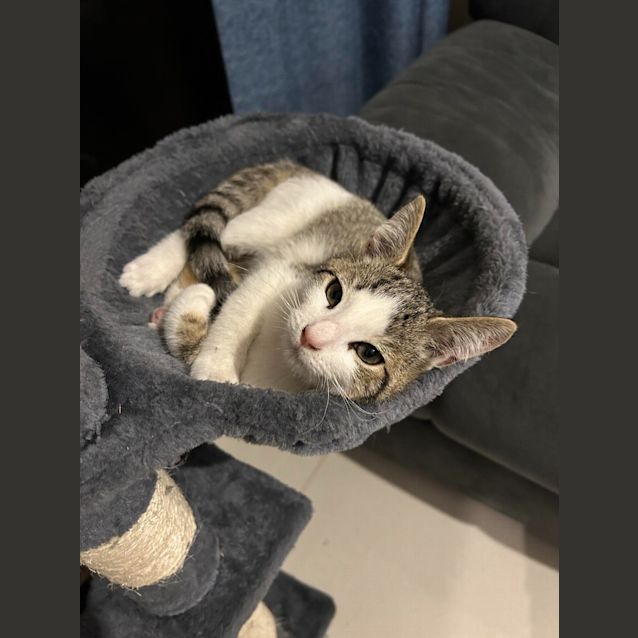 Photo of Meowbert
