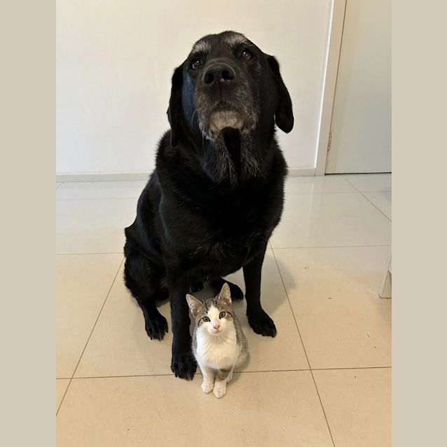 Photo of Meowbert