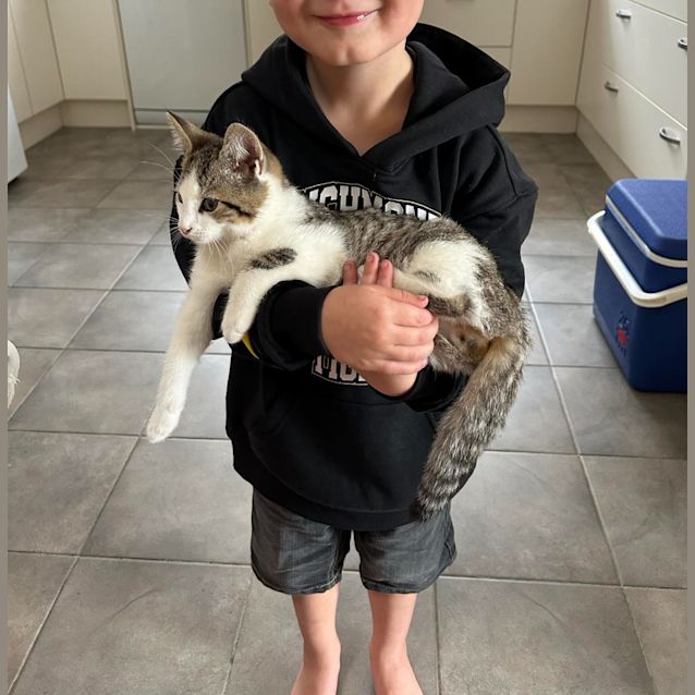 Photo of Meowbert