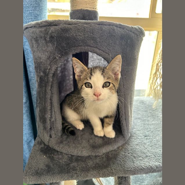 Photo of Meowbert