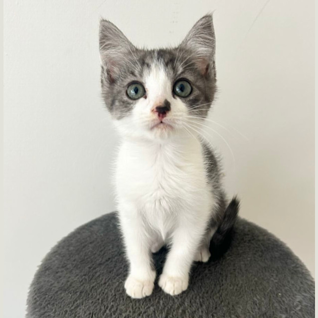 Photo of ❤️ Duke ❤️