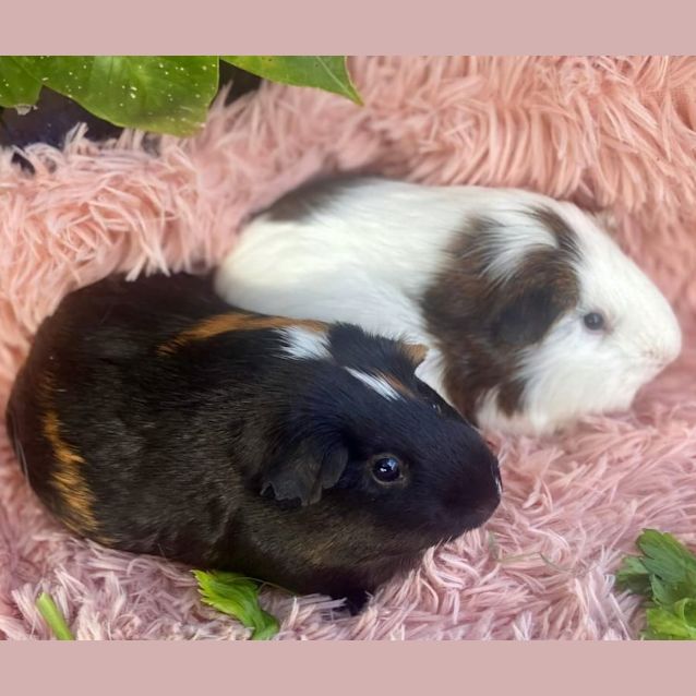 Photo of Louise & Sage