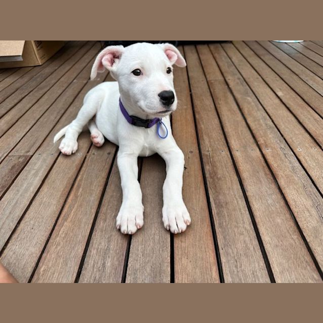 Photo of Tilly Lou   12 Week Old Staffy X (Trial)