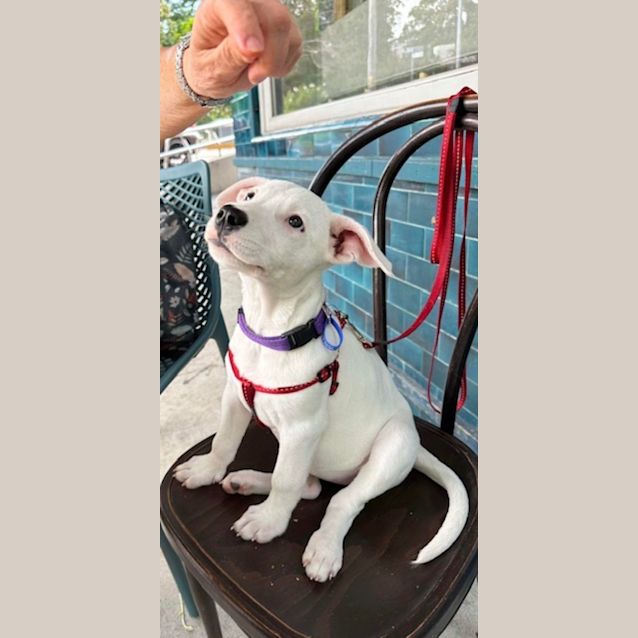 Photo of Tilly Lou   12 Week Old Staffy X (Trial)