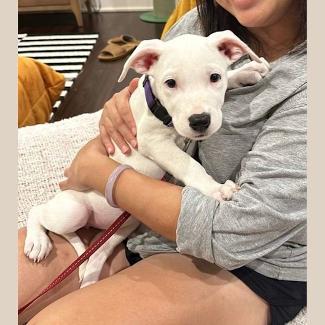 Photo of Tilly Lou   12 Week Old Staffy X (Trial)