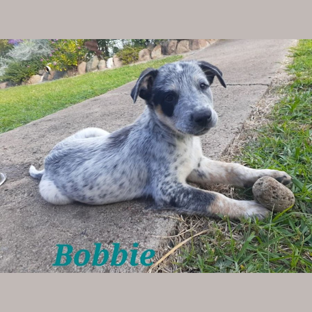 Photo of Bobby