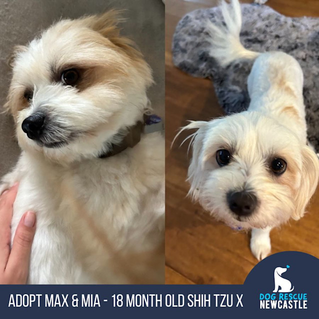 Photo of Max & Mia   18 Month Old Shih Tzu (Trial)