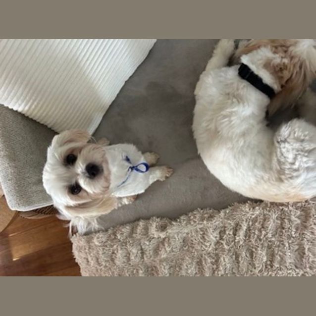 Photo of Max & Mia   18 Month Old Shih Tzu (Trial)