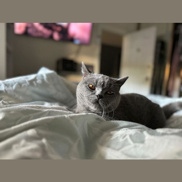 Photo of Mc Gee