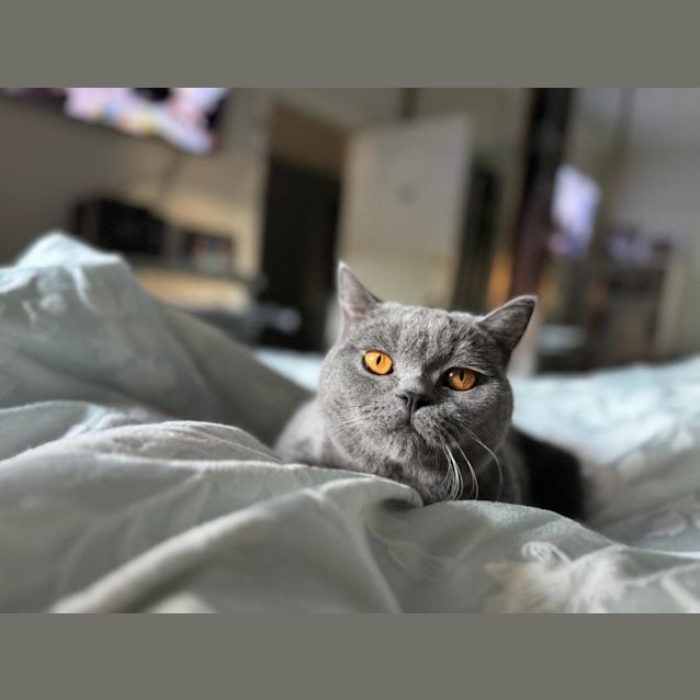 Photo of Mc Gee