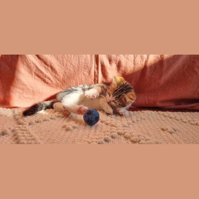 Photo of Hugo