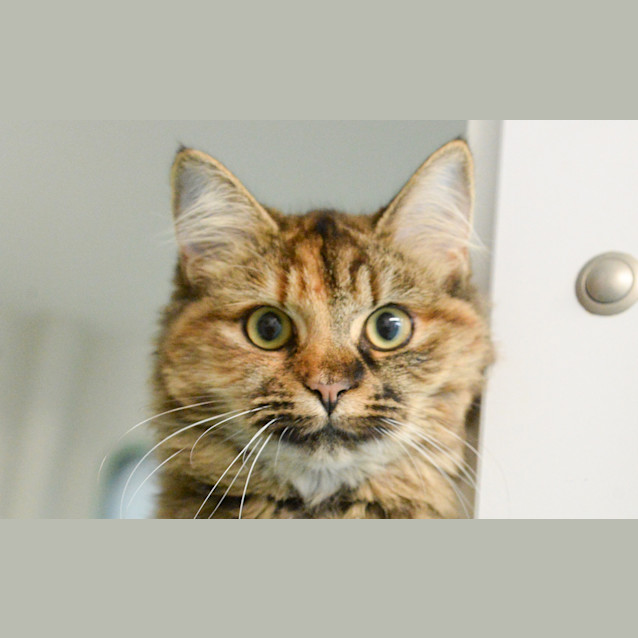 Photo of Miso