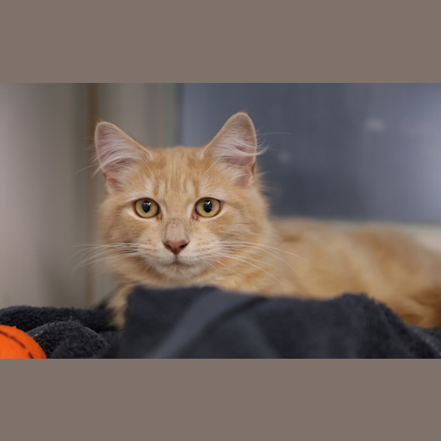 Photo of Simba