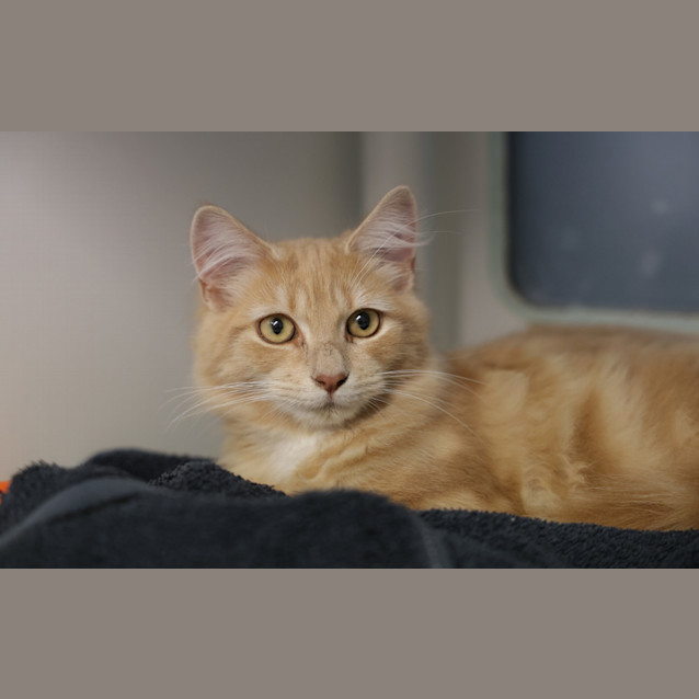 Photo of Simba