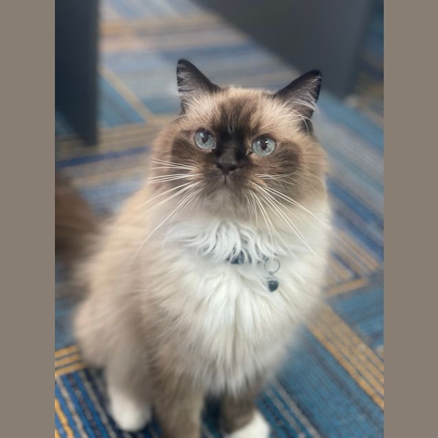 Photo of Oakley
