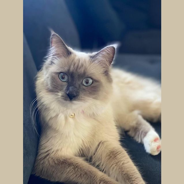 Photo of Oakley
