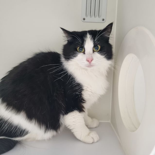 Photo of Kiwi