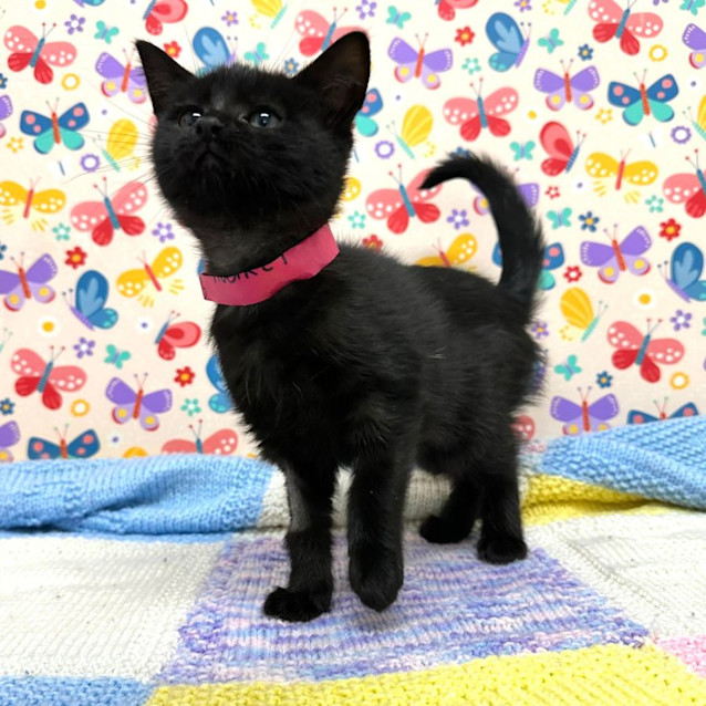 Photo of Audrey   Located In Preston