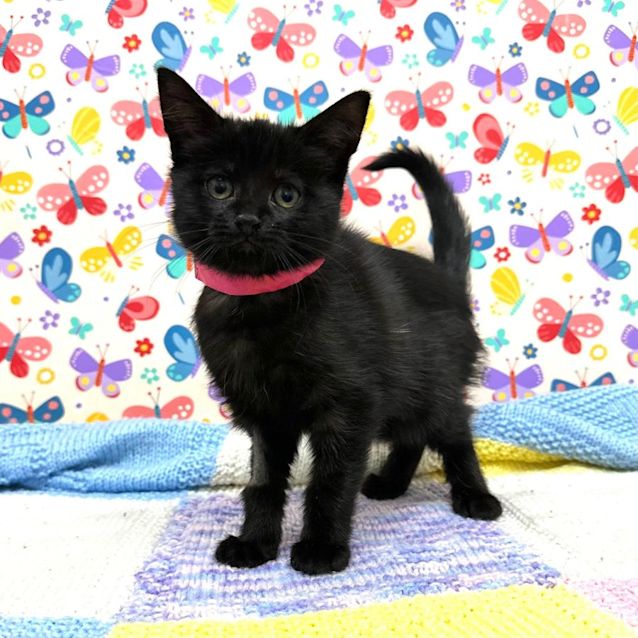 Photo of Audrey   Located In Preston