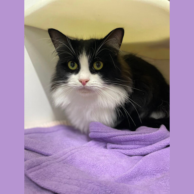 Photo of 🏝 Stitch 5075 🏝