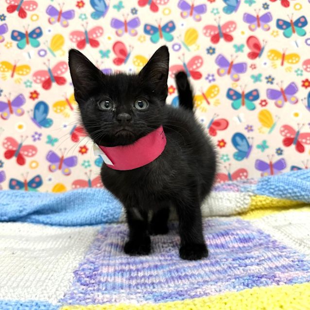 Photo of Seven   Located In Preston