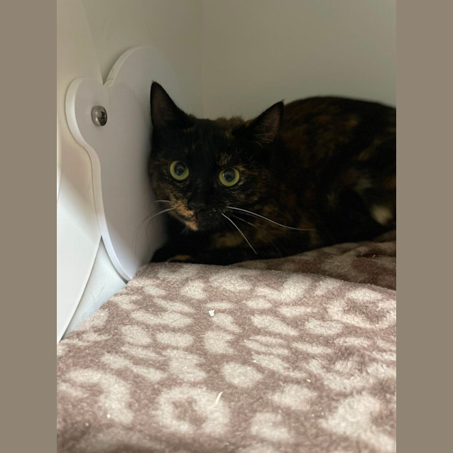 Photo of 🔥 Sassafras 5045 🔥