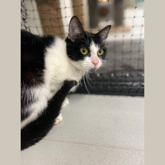 Photo of 🍿 Tahini 5063 🍿