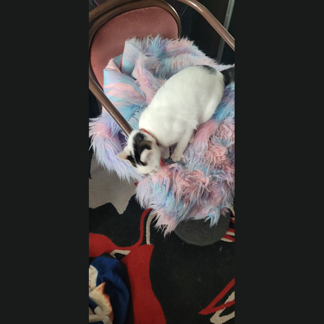 Photo of Ojo   4 Month Old Domestic Short Hair (Trial)