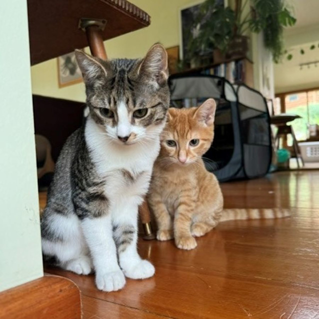 Photo of Miso Stk012386 & Pickle Stk012387