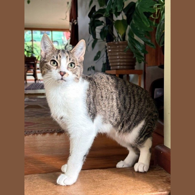 Photo of Miso Stk012386 & Pickle Stk012387