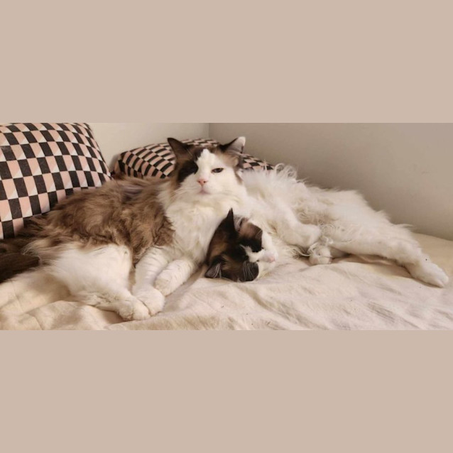 Photo of Khalessi And Mr Jinx