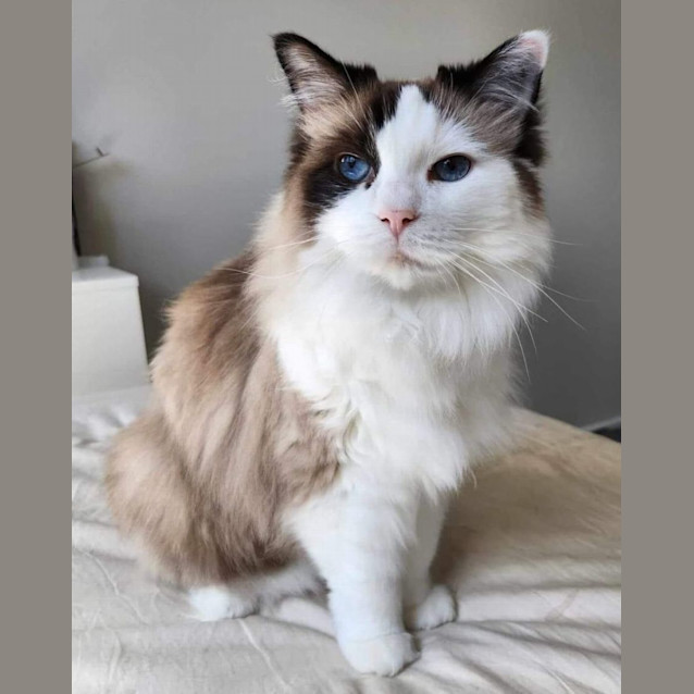 Photo of Khalessi And Mr Jinx