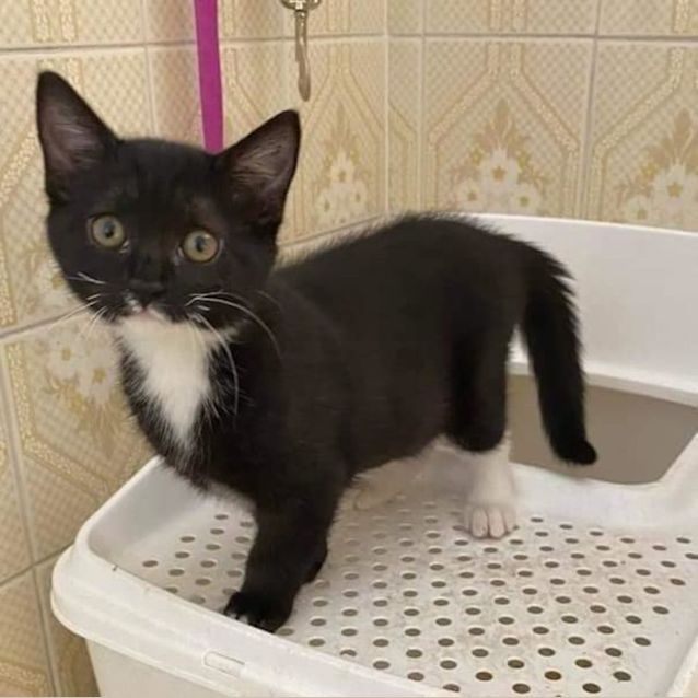 Photo of Penelope Pussy Cat