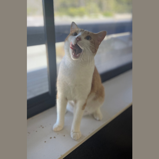 Photo of Ripley