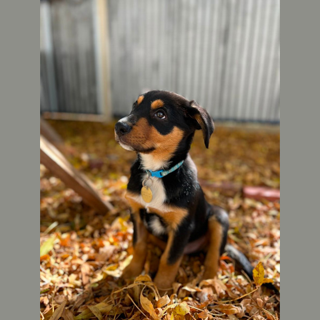 Photo of Pukka