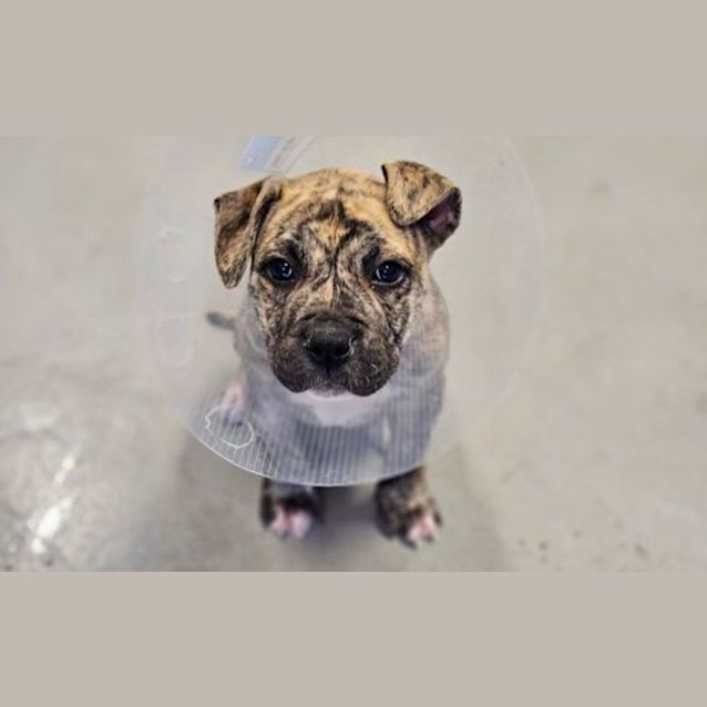 Photo of Fred Durst