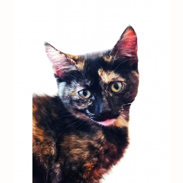 Photo of Imogen   Located In Westmeadows