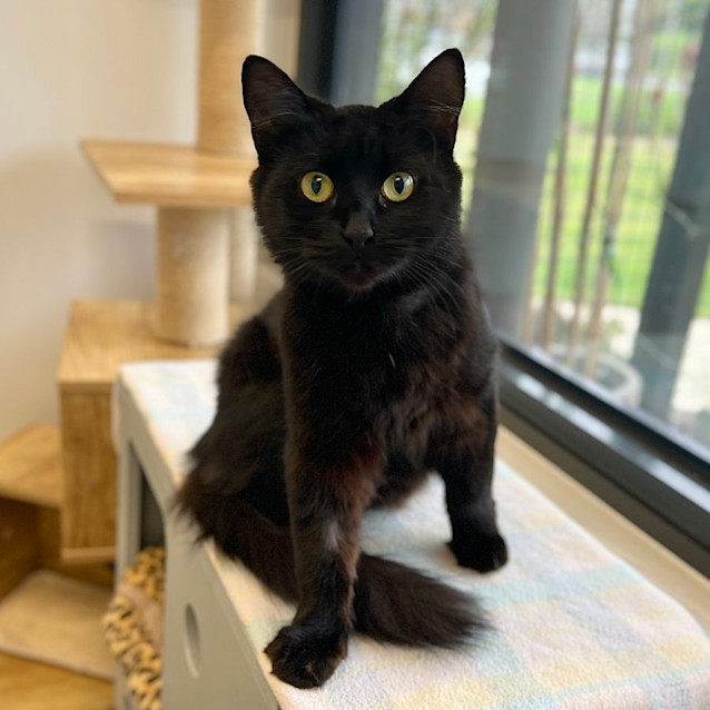 Photo of Hokey Pokey