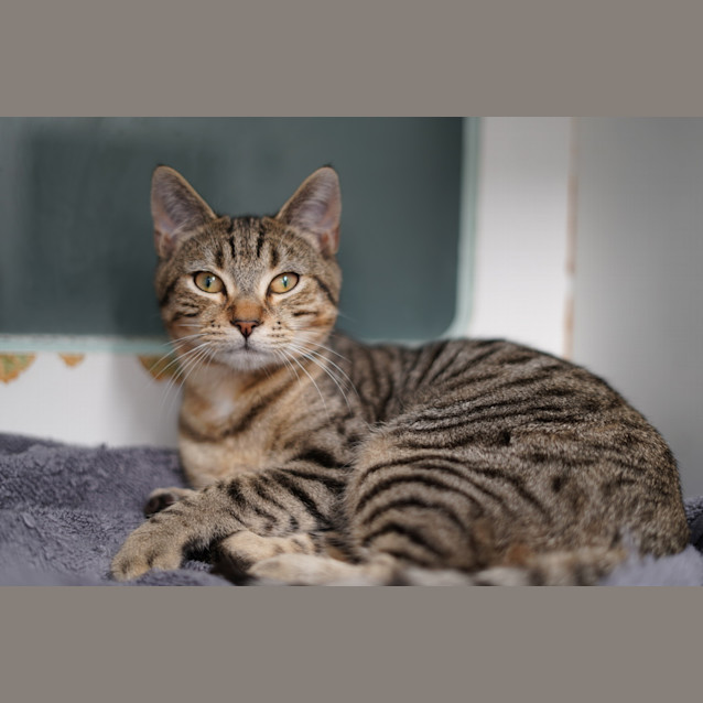 Photo of Nandor