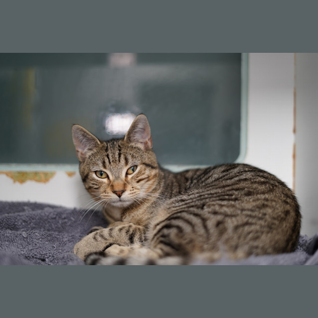 Photo of Nandor