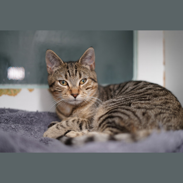 Photo of Nandor
