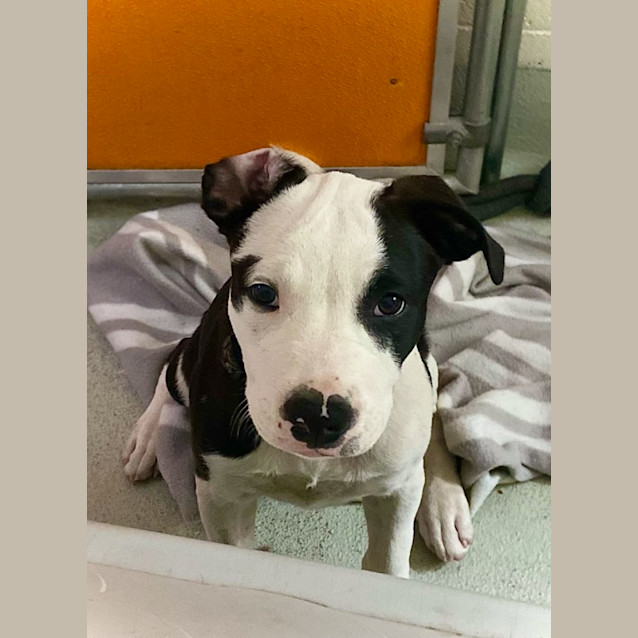 Photo of D975 Wilson