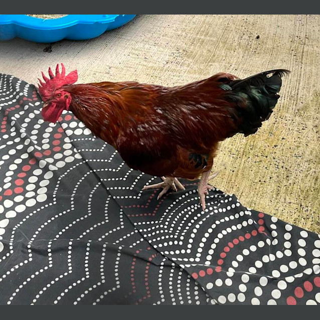 Photo of Russel Crow