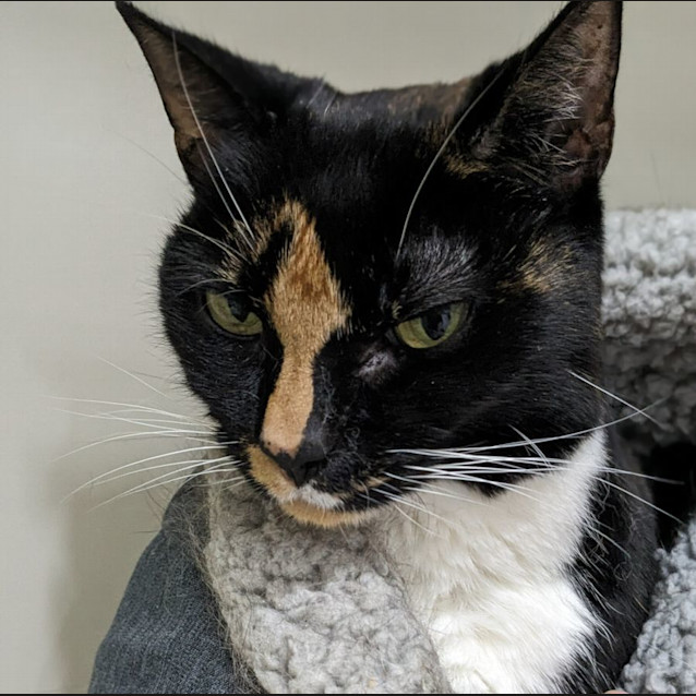 Photo of 💎 Astrid 5069 💎