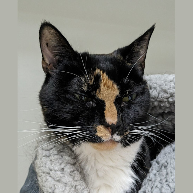 Photo of 💎 Astrid 5069 💎