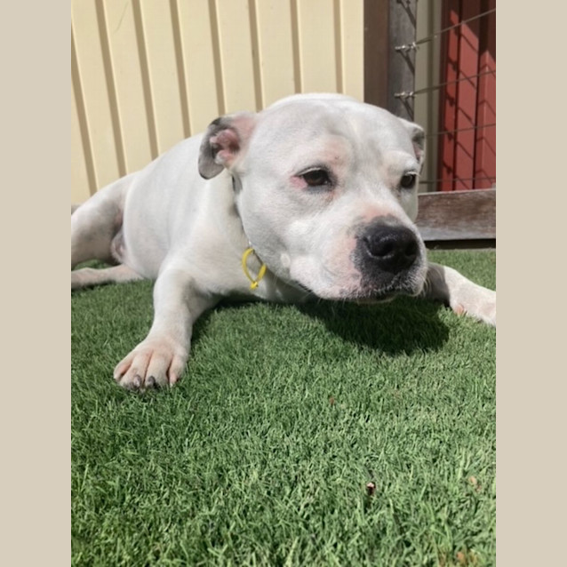 Photo of Lady Mc Wigglebottom